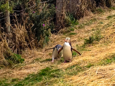 Ein Pinguin