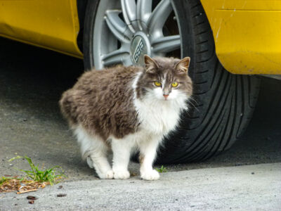 Katze?