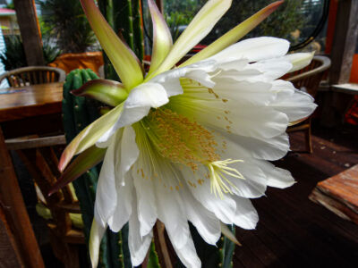 Blume ?