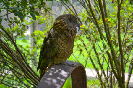 Ein Kea