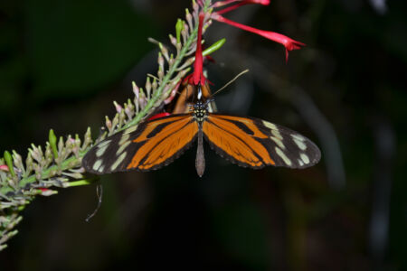 20120223-Neuseeland-Blog-0289