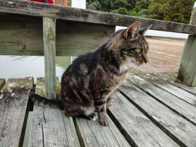 Gott sei Dank - beim Cottage wohnte auch zwei Kater